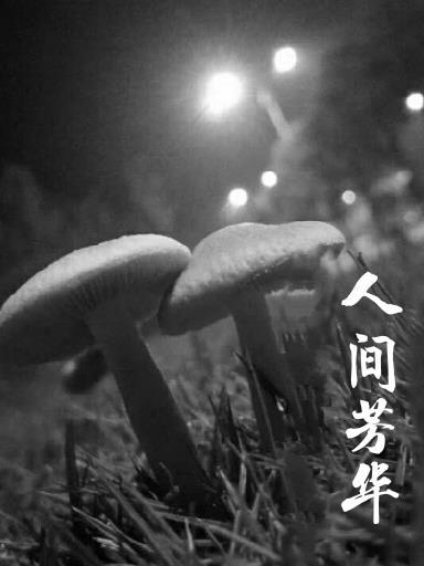 人间芳华岁无忧 是什么意思