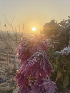 花开易落什么意思