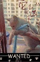 海苔被猫吃了 胭子